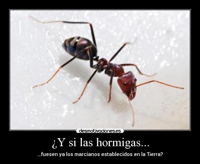 ¿Y si las hormigas... - ...fuesen ya los marcianos establecidos en la Tierra?