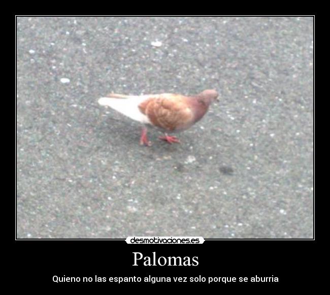 Palomas - 