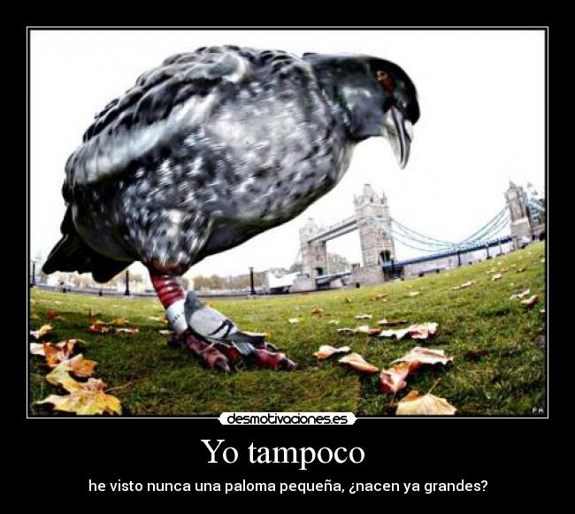 Yo tampoco  - he visto nunca una paloma pequeña, ¿nacen ya grandes?