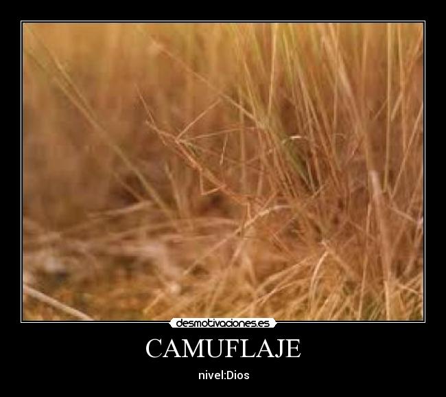 CAMUFLAJE -