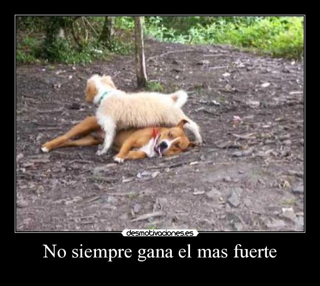 No siempre gana el mas fuerte - 