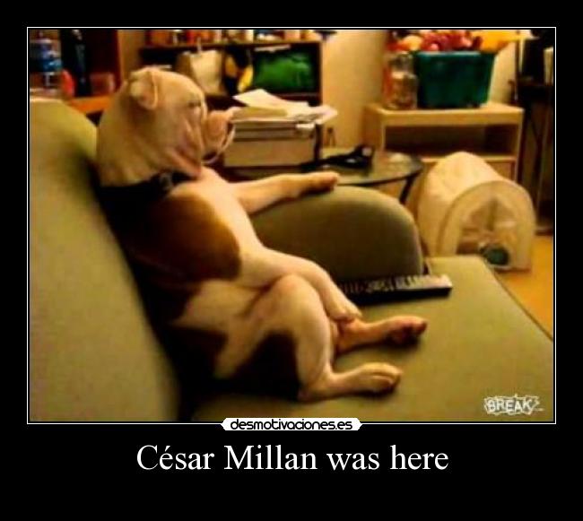 César Millan was here - 