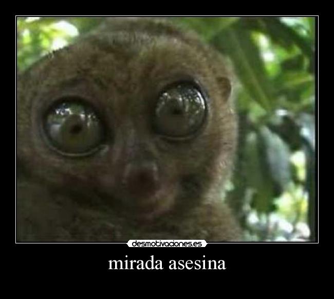 mirada asesina -