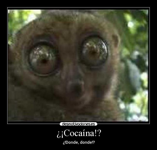 ¿¡Cocaína!? - ¿!Donde, donde!?