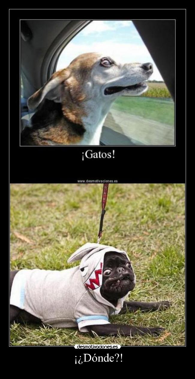 ¡¿Dónde?! -