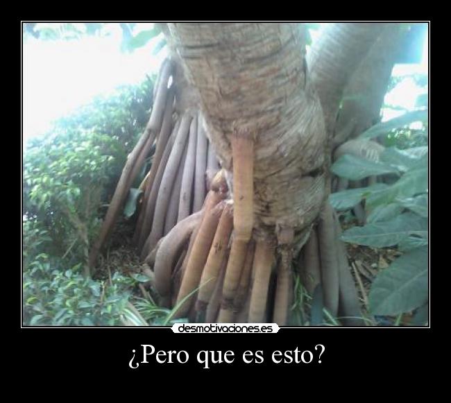 ¿Pero que es esto? -