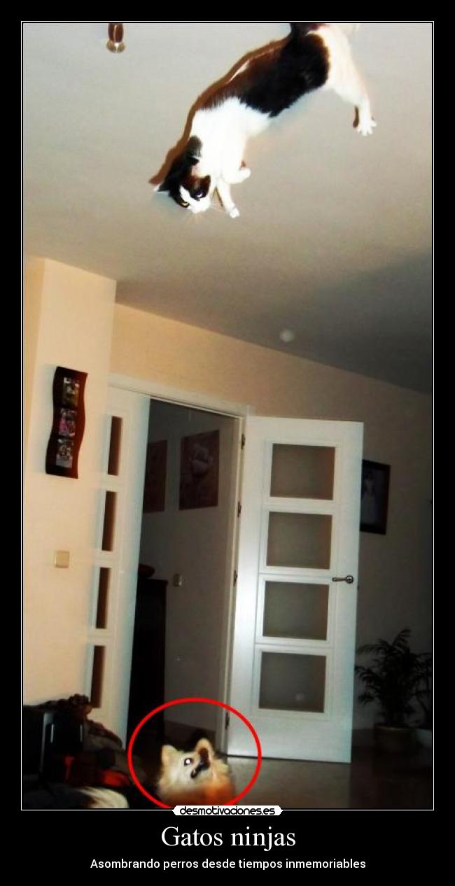 Gatos ninjas - 