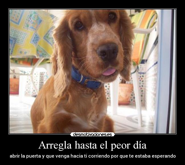 Arregla hasta el peor día - abrir la puerta y que venga hacia ti corriendo por que te estaba esperando