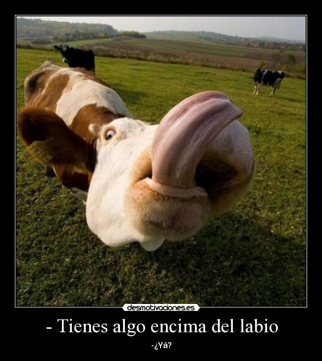 carteles vaca desmotivaciones