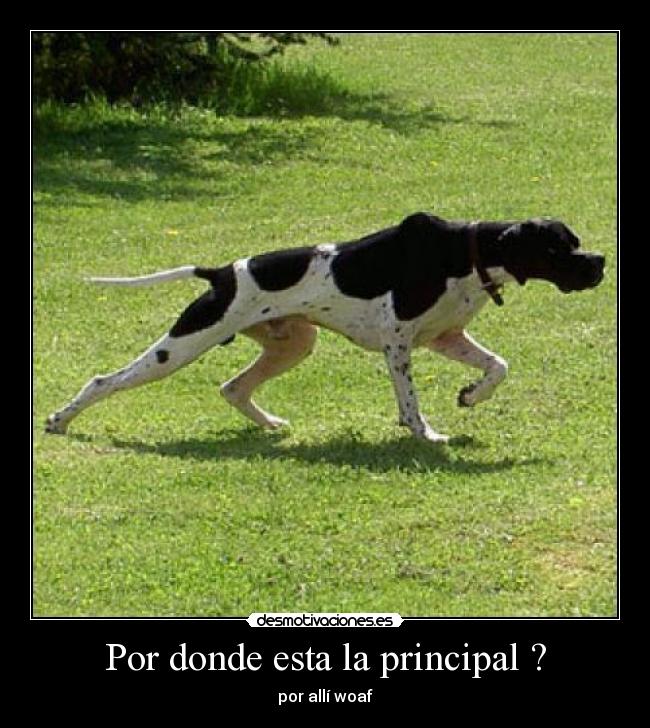 Por donde esta la principal ? - 