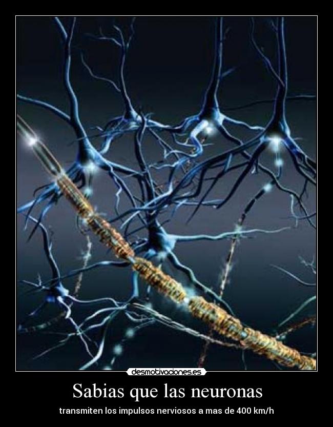 Sabias que las neuronas - transmiten los impulsos nerviosos a mas de 400 km/h