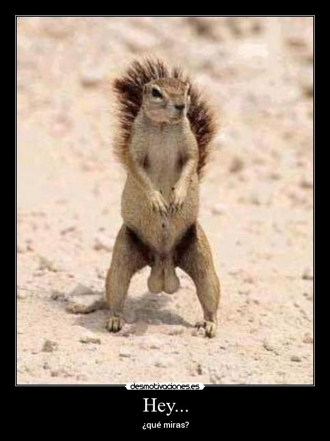 Hey... - ¿qué miras?