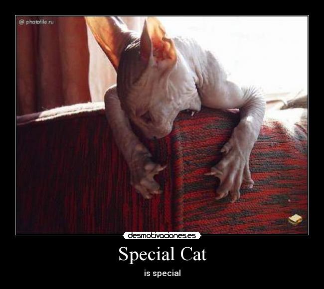 Special Cat - is special