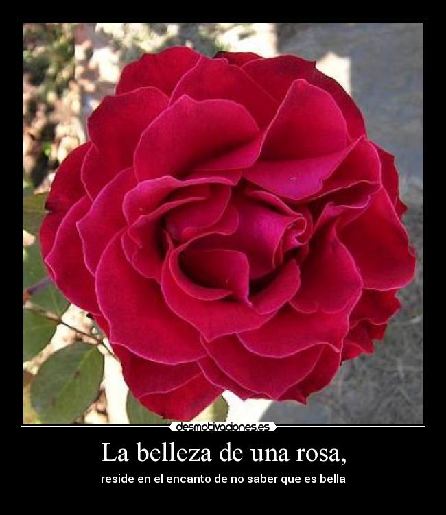 La belleza de una rosa, -