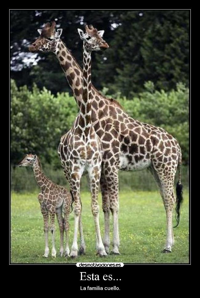 Esta es... - La familia cuello.