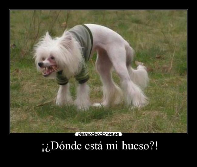 ¡¿Dónde está mi hueso?! -