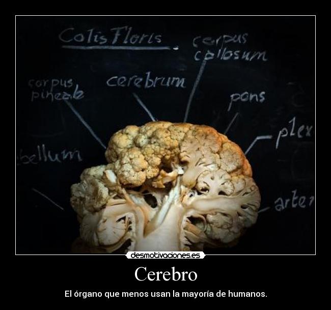 Cerebro - El órgano que menos usan la mayoría de humanos.