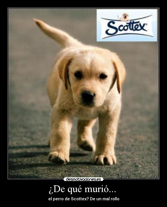 carteles perro desmotivaciones