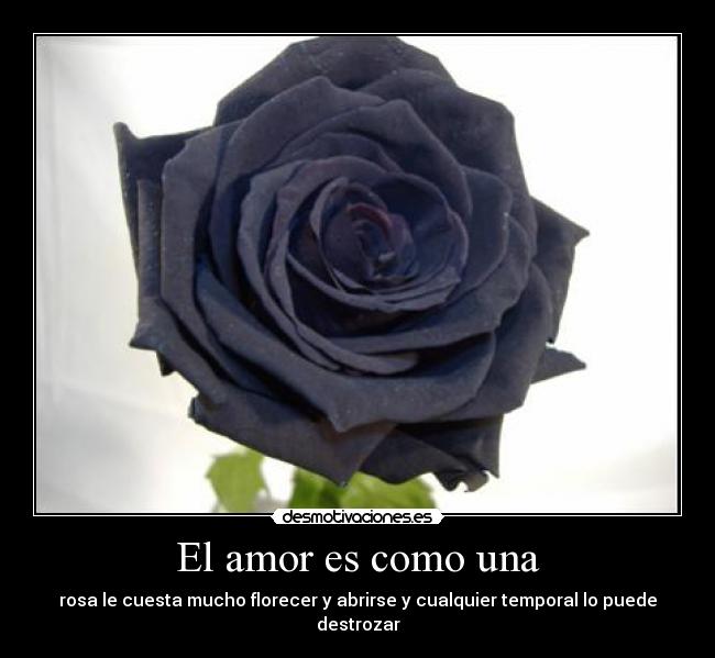 El amor es como una - rosa le cuesta mucho florecer y abrirse y cualquier temporal lo puede destrozar