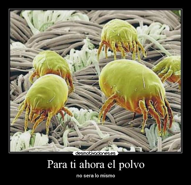 Para ti ahora el polvo - 