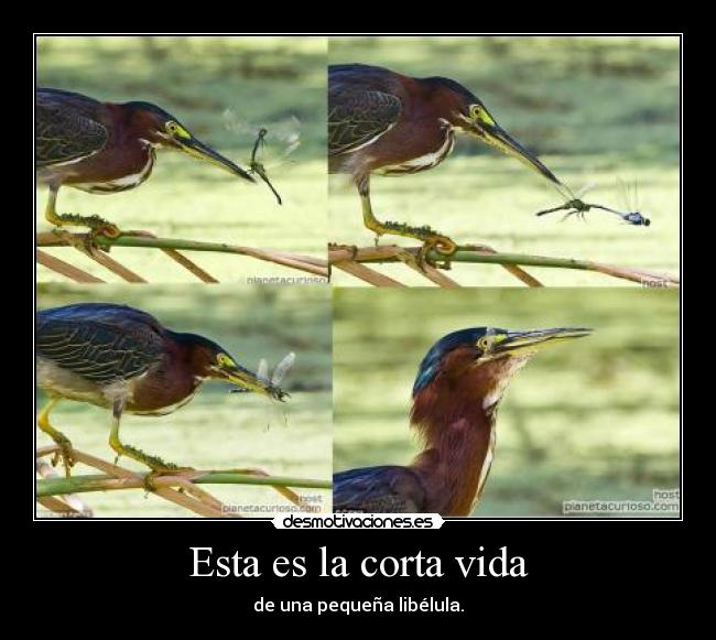 Esta es la corta vida - de una pequeña libélula.