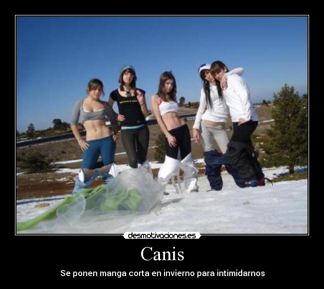 Canis - Se ponen manga corta en invierno para intimidarnos