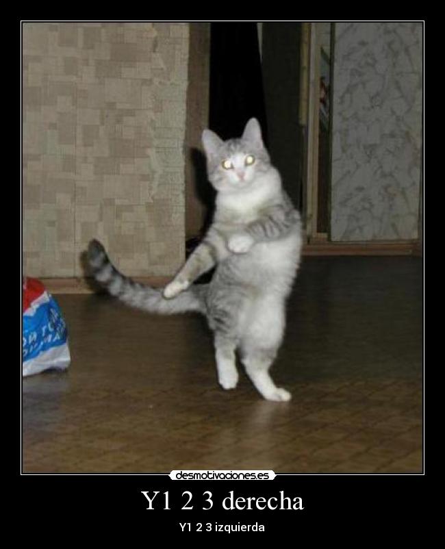 Y1 2 3 derecha - 