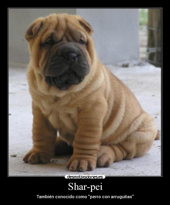 Shar-pei - 