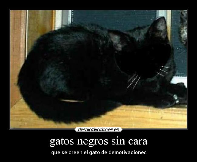 gatos negros sin cara -