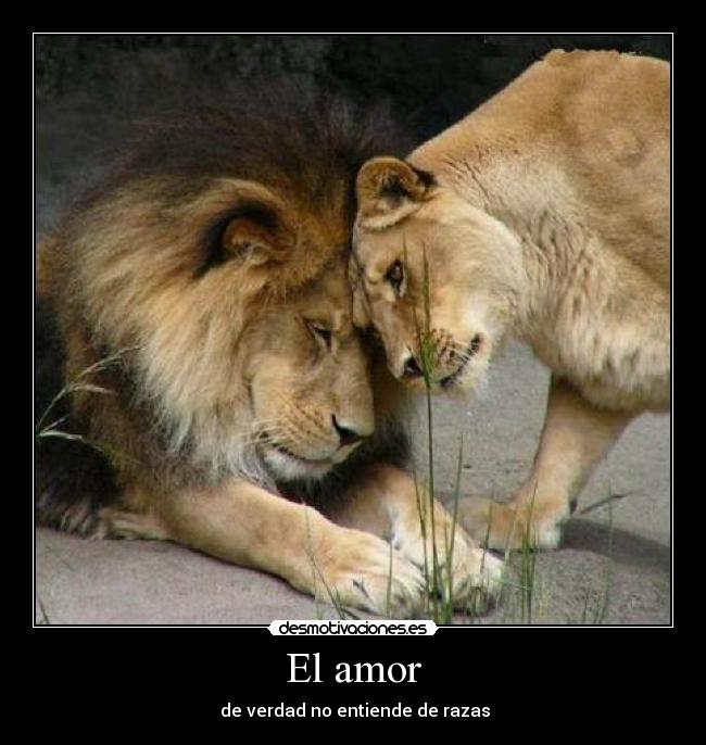 El amor -
