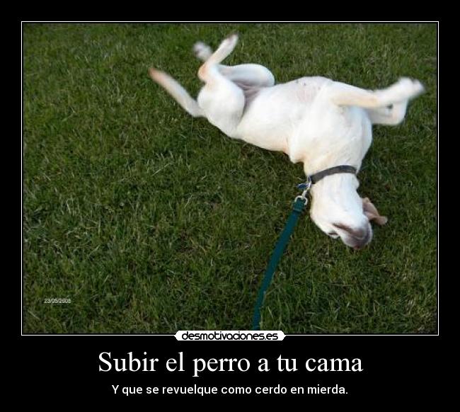 Subir el perro a tu cama - Y que se revuelque como cerdo en mierda.