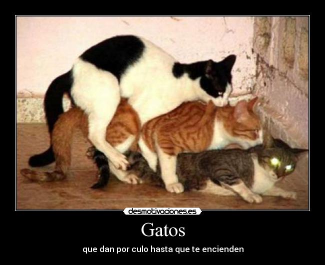 Gatos - que dan por culo hasta que te encienden