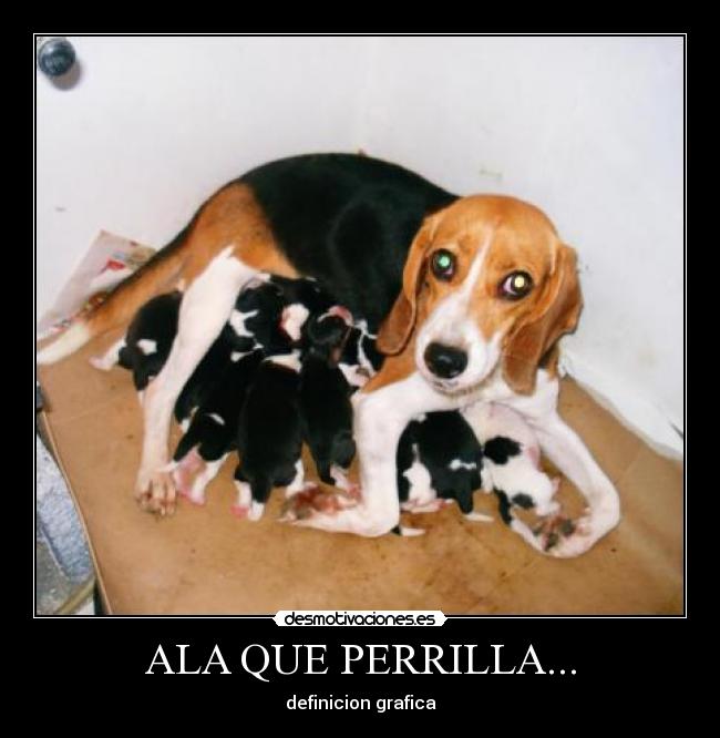 ALA QUE PERRILLA... -