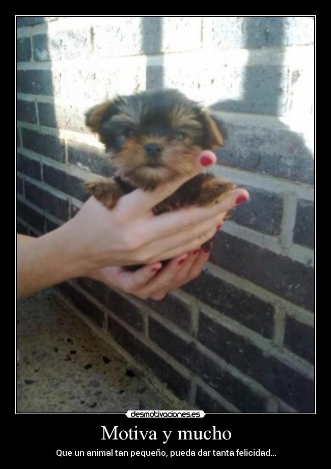 Motiva y mucho - Que un animal tan pequeño, pueda dar tanta felicidad...