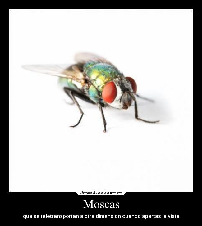 Moscas - que se teletransportan a otra dimension cuando apartas la vista