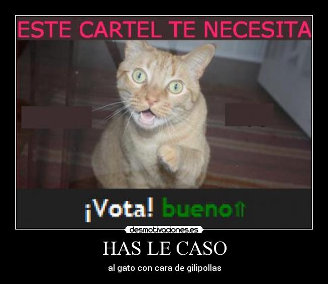 carteles has caso gato desmotivaciones