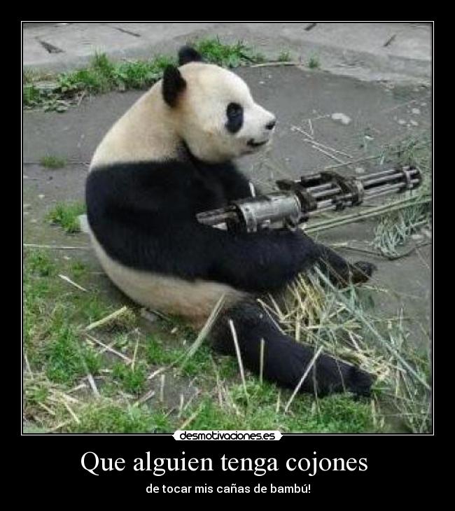 carteles oso panda oso panda dime por donde andas desmotivaciones