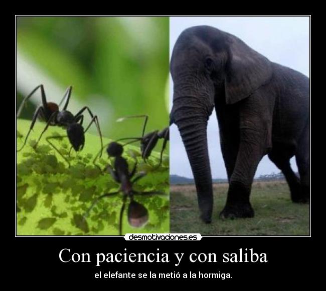 Con paciencia y con saliba - 