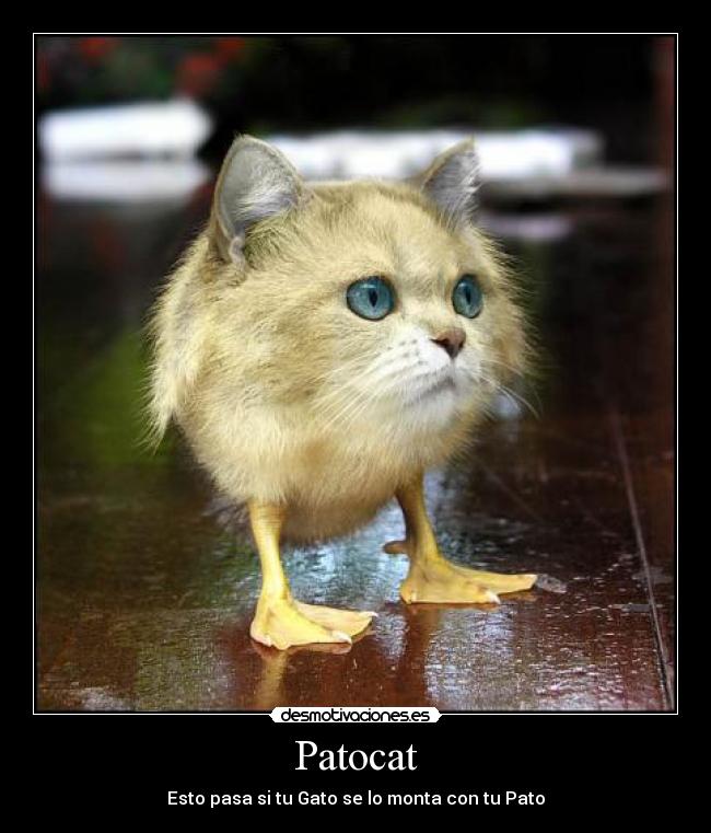 Patocat - Esto pasa si tu Gato se lo monta con tu Pato