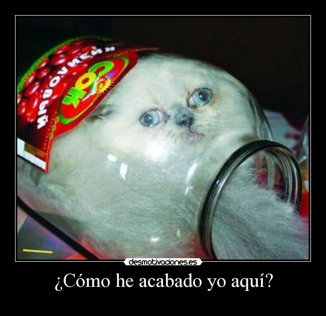 ¿Cómo he acabado yo aquí? -