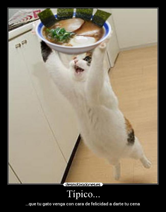 Típico... - ...que tu gato venga con cara de felicidad a darte tu cena