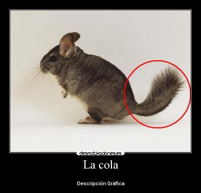 La cola - 