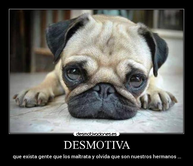 DESMOTIVA - que exista gente que los maltrata y olvida que son nuestros hermanos ...