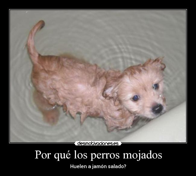 Por qué los perros mojados - Huelen a jamón salado?