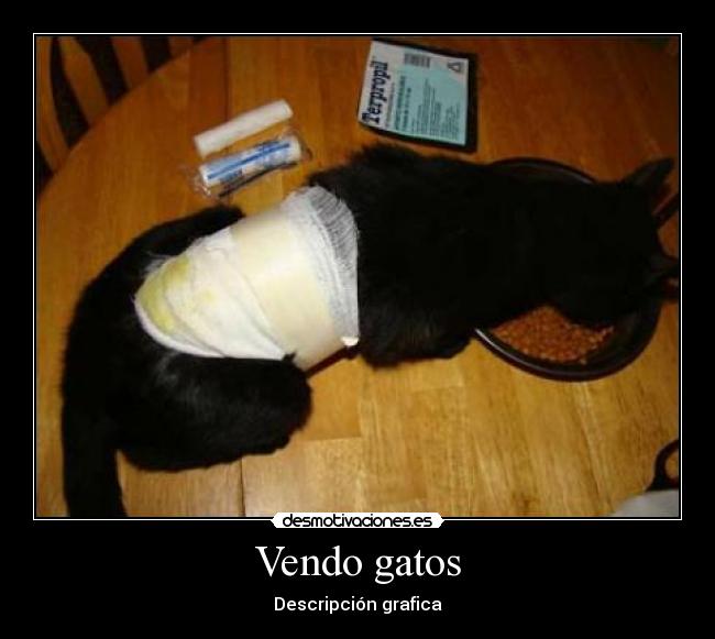 Vendo gatos - 
