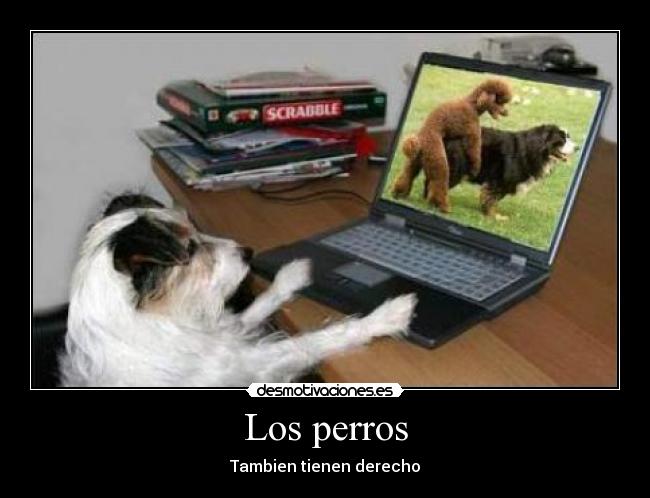 Los perros -