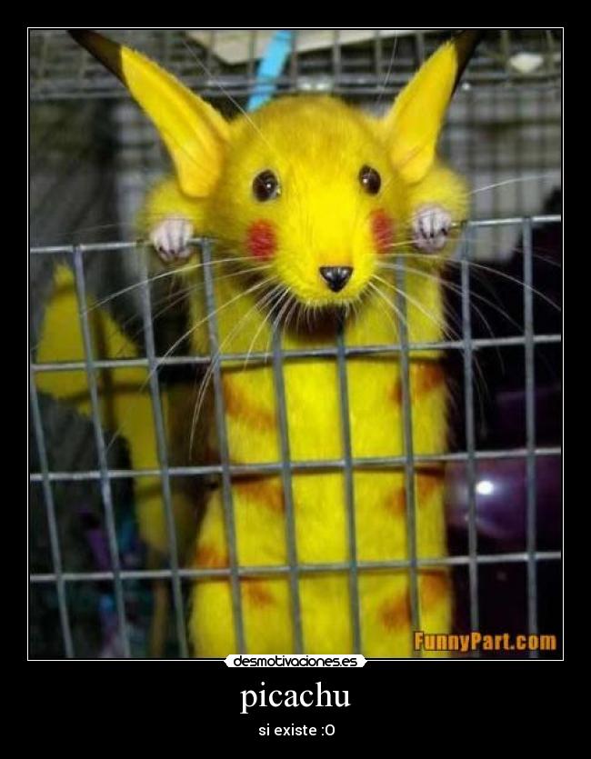 picachu -