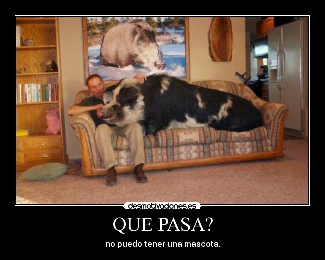 QUE PASA? -