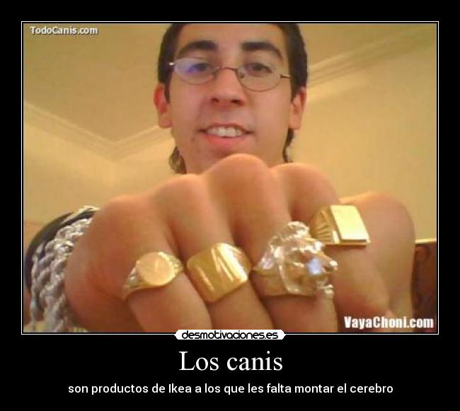 Los canis - son productos de Ikea a los que les falta montar el cerebro