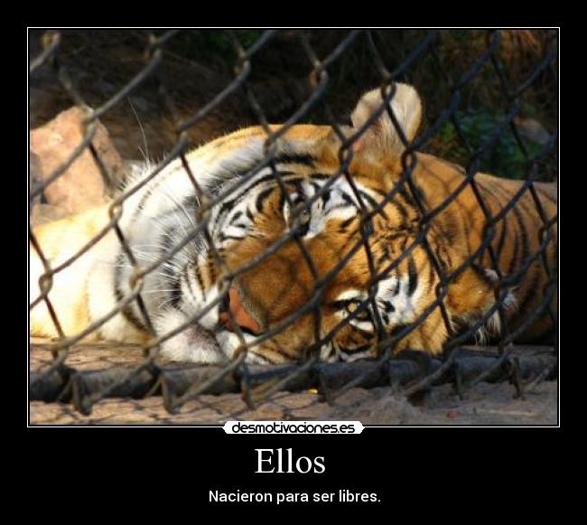 Ellos -